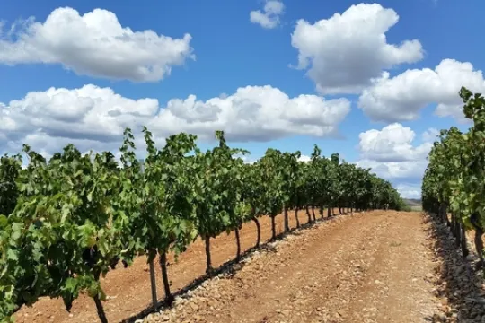 In de wijnvelden bij wijnstreek la Rioja in noord Spanje.