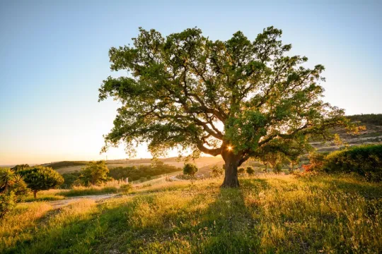 Een grote boom staat in een glooiend landschap, verlicht door de laagstaande zon.