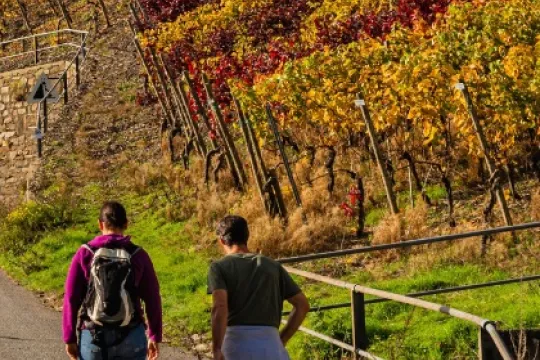 Twee wandelaars die langs een helling van een heuvel lopen met herfstkleurige wijngaarden en groene bossen.