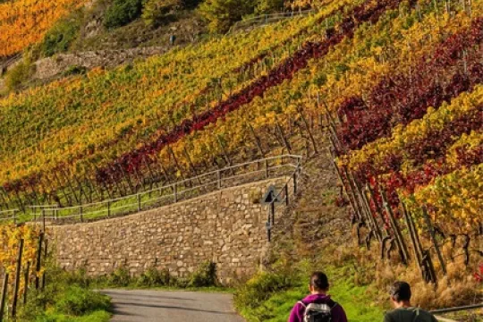 Twee wandelaars die langs een helling van een heuvel lopen met herfstkleurige wijngaarden en groene bossen.
