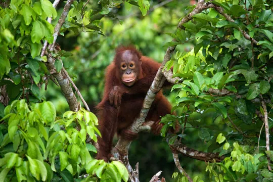 Baby orang-oetan in een boom in Maleisisch Borneo.
