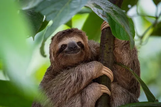 Een drietenige luiaard in Costa Rica.