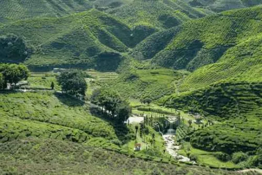 Groene glooiende theevelden met landweggetjes.