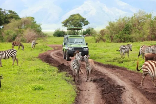 Safari auto omringt met zebra's.